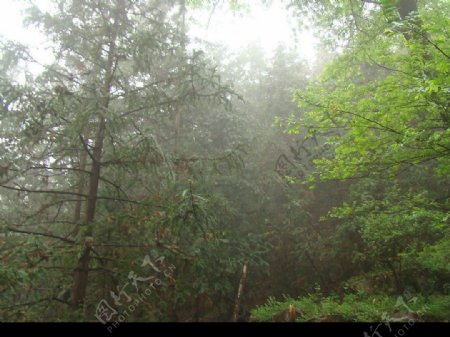 雨后林景图片