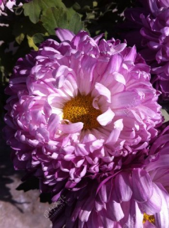 秋季菊花紫色菊花图片