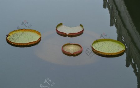 池塘藕叶图片