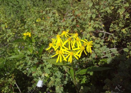 野外黄色的小花图片