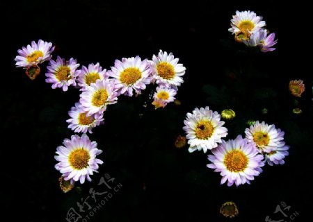 小菊花簇图片