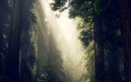 陽光森林图片