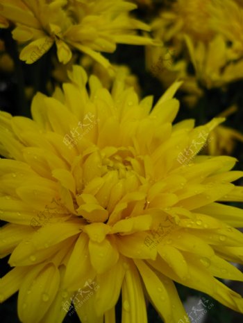 黃色菊花图片