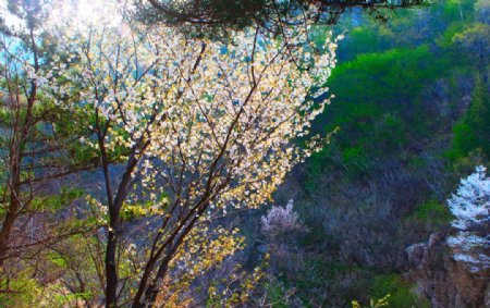 樱花树中景图片