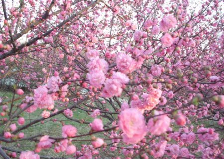 初春公园的山桃花图片