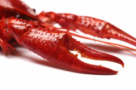 红皮龙虾高清龙虾图图片