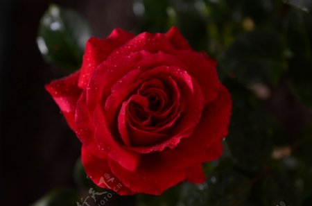 中国玫瑰红玫瑰图片