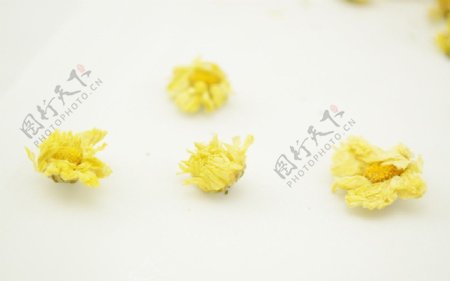 杭菊花蕾图片