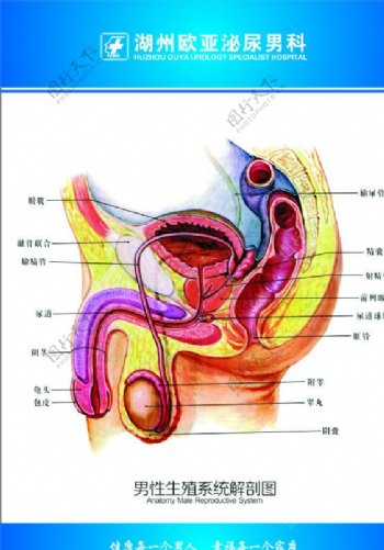 男科生殖系统解剖图图片