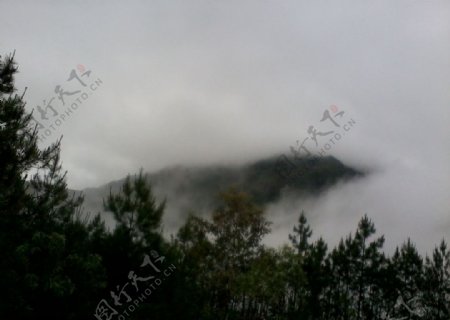 潮州凤凰山的雾松图片