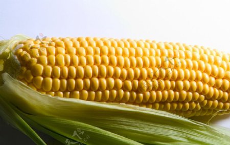 玉米摄影图片