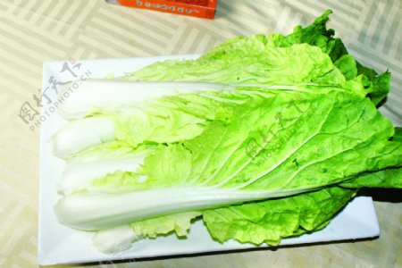 蔬菜毛白菜图片