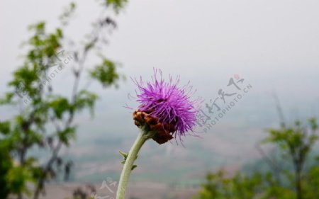 方山的紫绒花图片