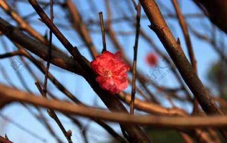 春色桃花图片