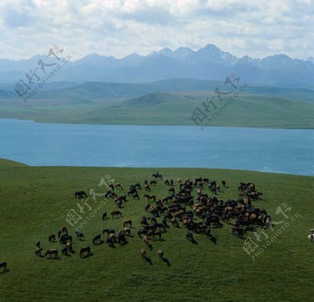 草原牧羊图片