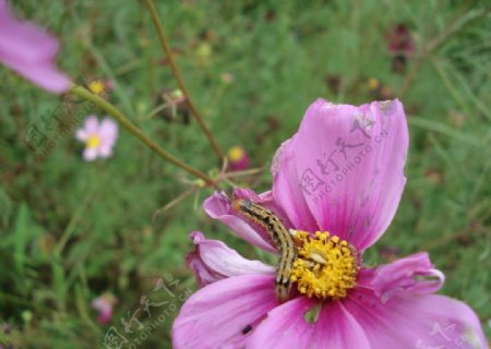 毛毛虫爬行在花朵上图片
