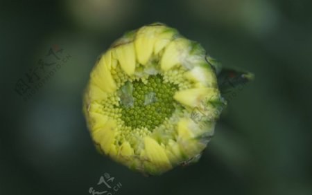 菊花花苞图片