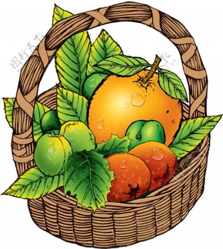 水果桔子橘子枣图片