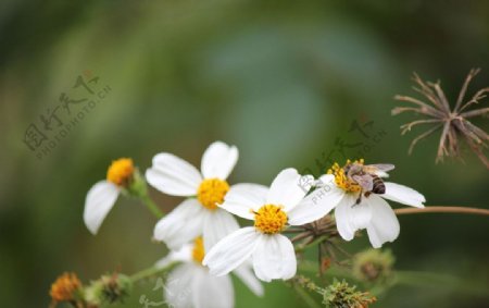 蜜蜂和小花朵图片