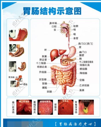 胃部肠部结构示意图图片