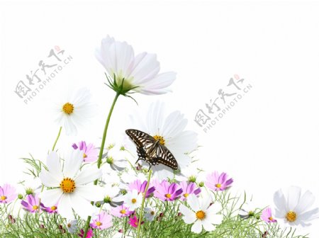 蝴蝶花卉图片