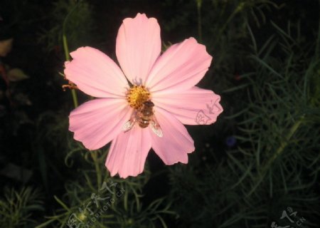 粉色的花花图片