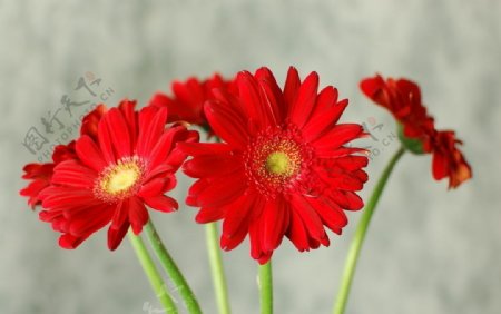 红色非洲菊图片