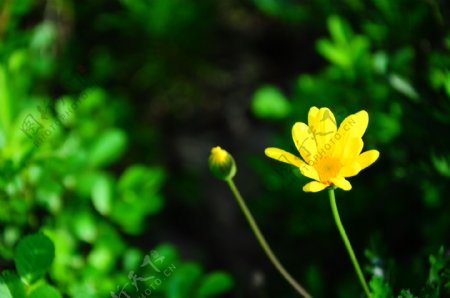 阳春三月绽放的小黄花图片