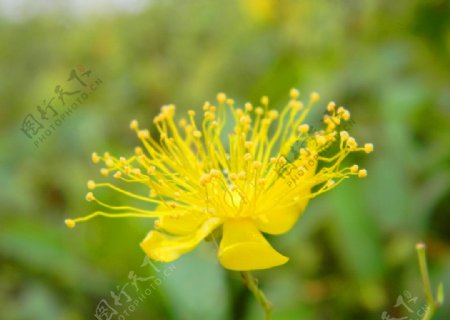 花草摄影特写图片