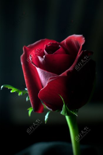 红玫瑰图片