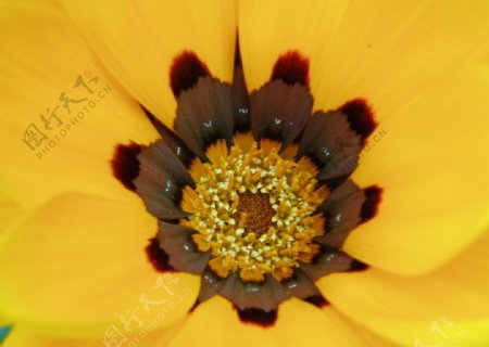盛开的非洲菊Gazania黄色图片