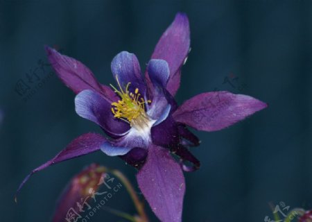 高清紫色花朵图片