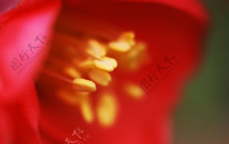 海棠花之朦胧图片
