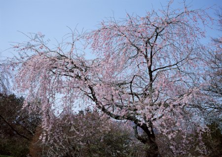 樱花树开花图片