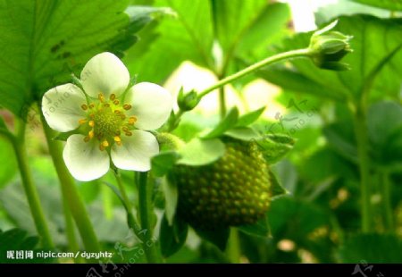 草莓花摄影图JPG图片
