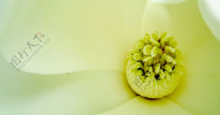 玉兰花图片
