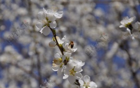 桃花与蜜蜂图片