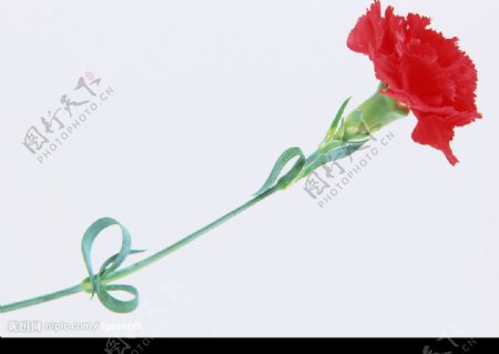 花卉红色康乃馨图片