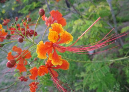 美丽热带花卉长蕊红牡丹图片