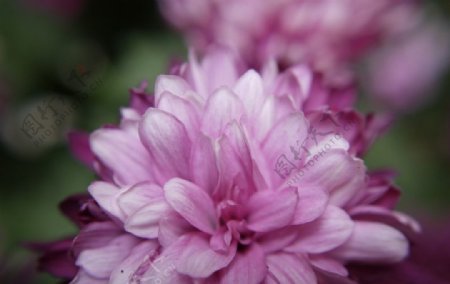 粉紅菊图片