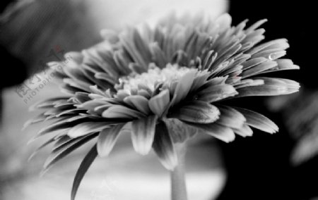 黑白印象太阳花图片