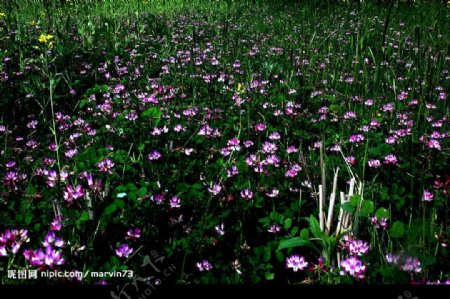 紫色草籽花图片