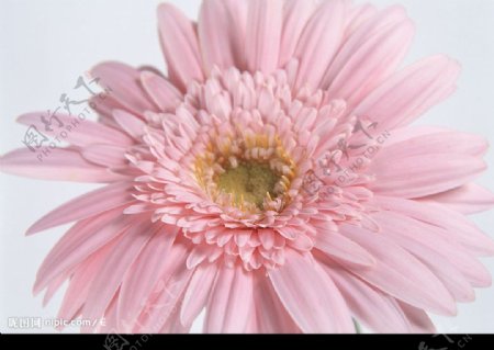 粉色的鲜花图片
