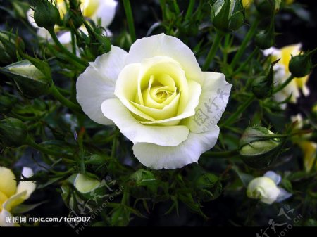 白色蔷薇花苞图片