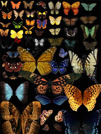 蝴蝶分层素材收集图片