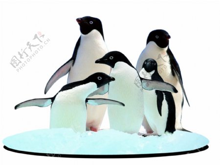 五只企鹅分层企鹅企鹅家族图片