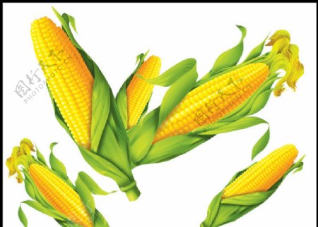 玉米高精度分层图图片