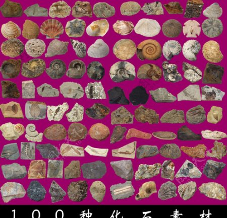 100种化石素材大全图片