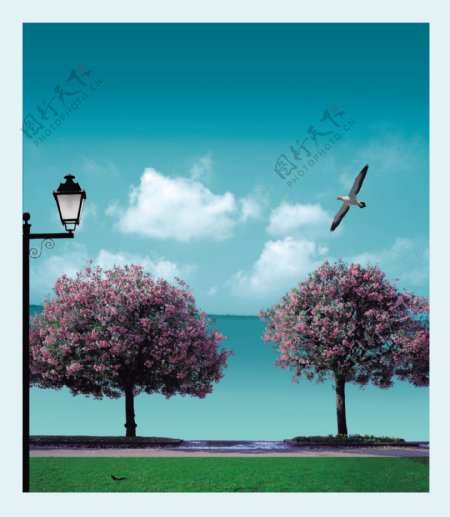 海边公园的樱花树图片