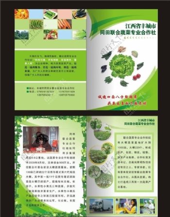 蔬菜宣传单画册图片